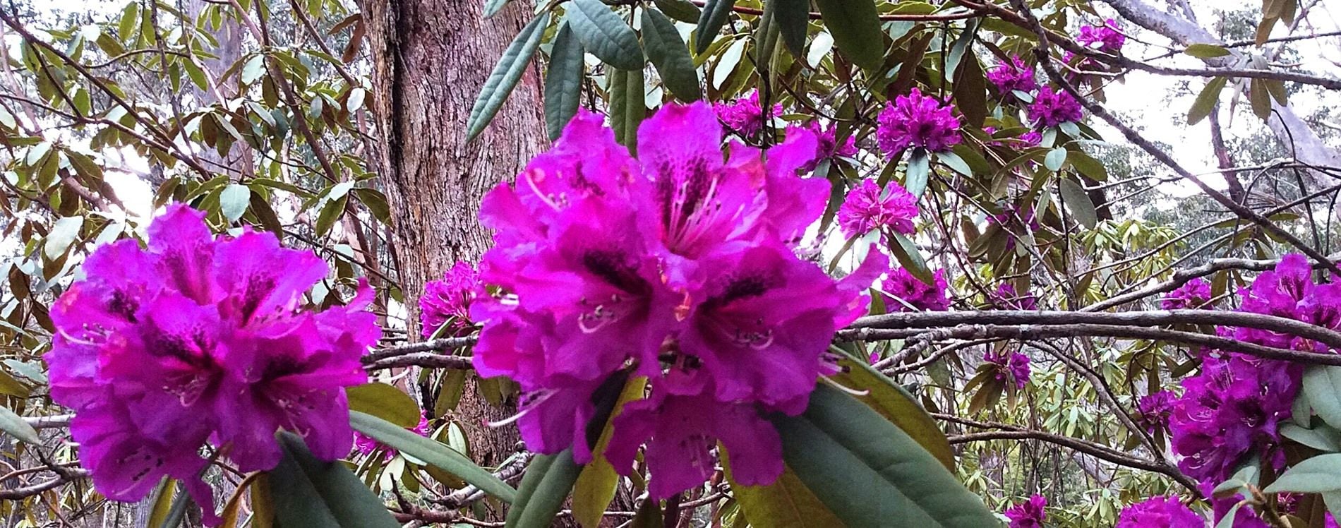 Connect Coaches Garden Tours Image -62b992a3993cb